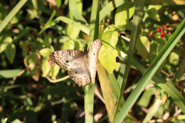 white butterfly