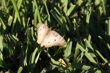 white butterfly 2