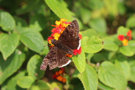 Brown butterfly