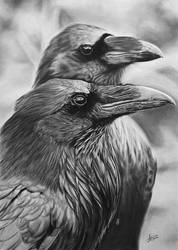 Ravens by kornrad
