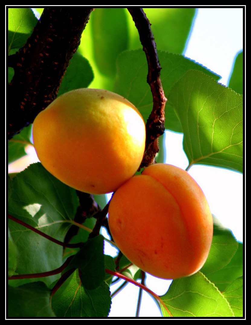 Apricot