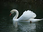 Swan by Sweetkrystyna