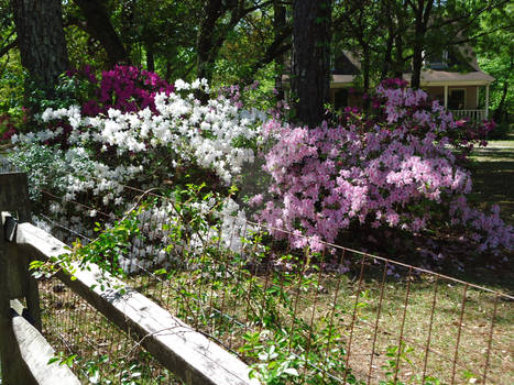 Rhododendrons