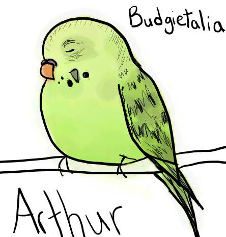 Budgietalia Arthur