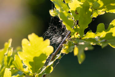 Spider web on oak