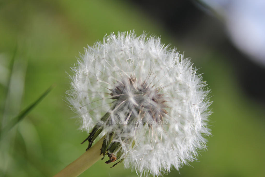 dandelion clock 1 by Curuna on DeviantArt