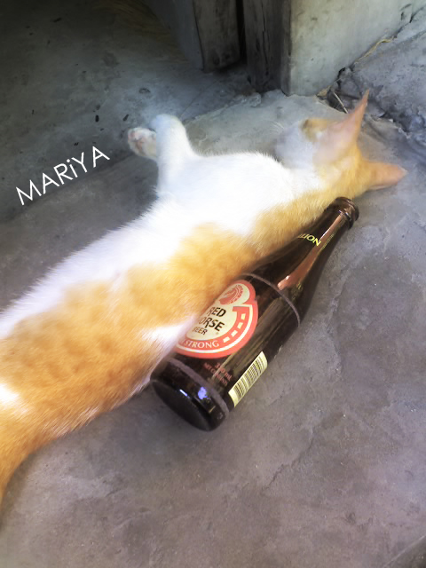 Pulang Kabayo kasama ang Pusa