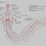 Victor anatomy sheet