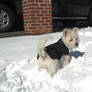 Snow Westie