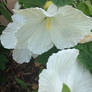 White saucer sized hibiscus 