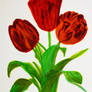 Red Parrot Tulips 