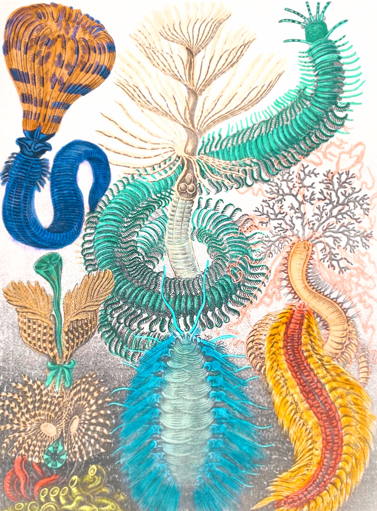 Polychaete Pattern Polychaeta by MK515 on DeviantArt