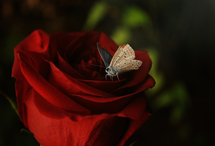 lili with rose