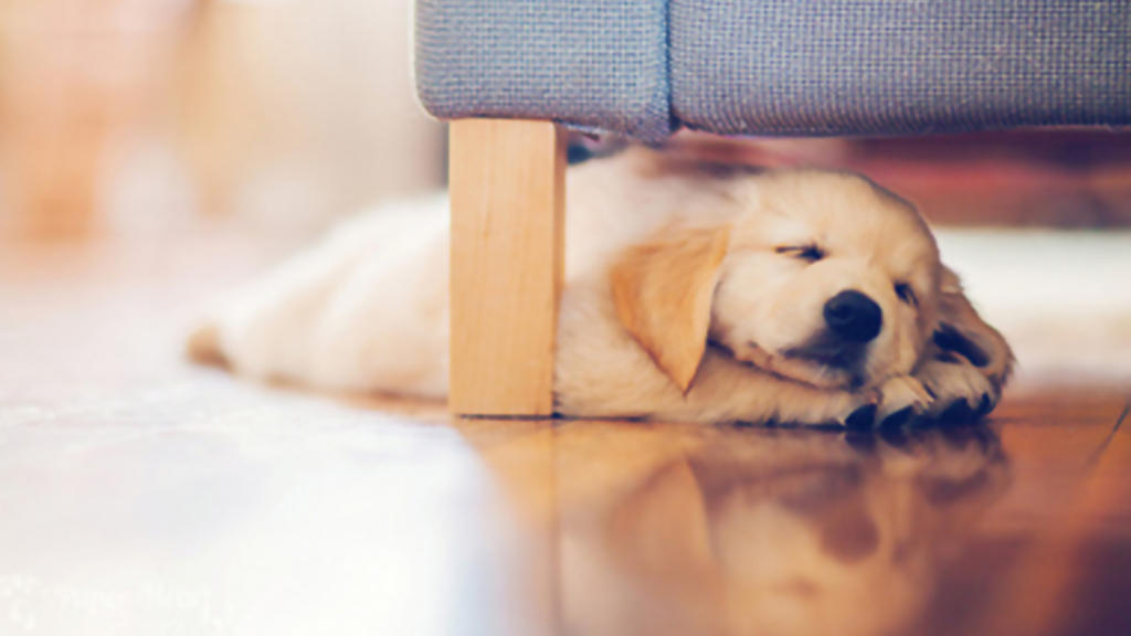 Cute Dog Wallpaper by PinkLoveEditions on DeviantArt
