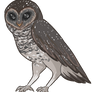 drawing owls is my only talent
