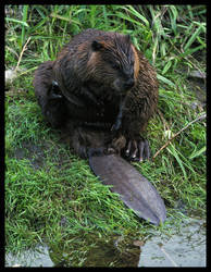 Clean Beaver