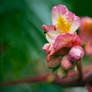 Chestnut blossom