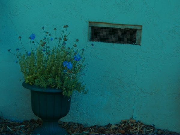 Flowerpot in blue