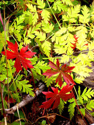 Red and Green