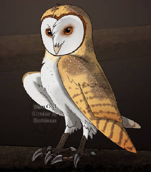 shard the barn owl