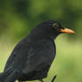 Blackbird