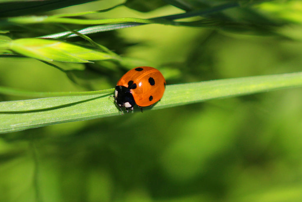 Ladybug