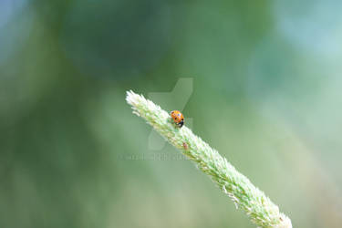 Spring ladybug.