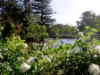 Roses by the Lake