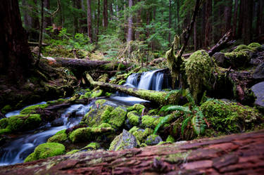 Sol Duc Falls Trail 01