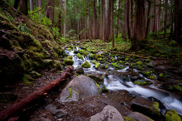 Sol Duc Falls Trail 02