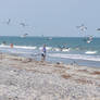 Feeding the Seagulls