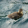 Swimming Duck