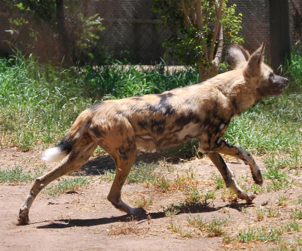 African Wild Dog Stock 3