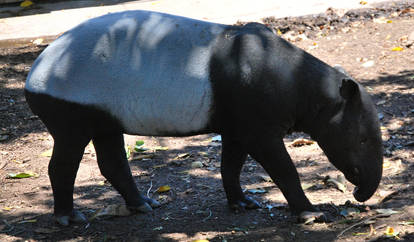Tapir 3