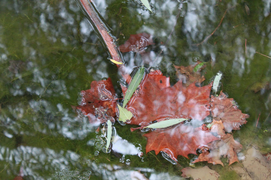 Drowning Leaf