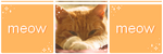 . meow | f2u page decor . by lleafeons