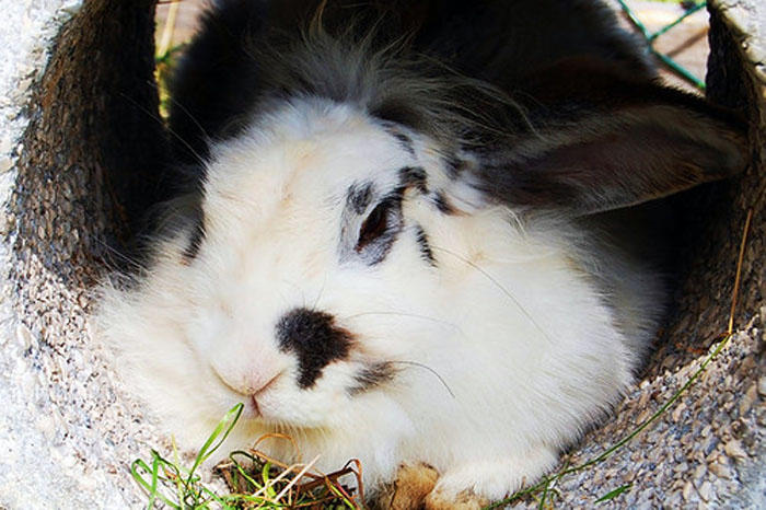 Cute Rabbit 1208 Cute rabit by Miiekeee on DeviantArt