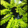 Heart Fern