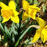 Delightful Daffodils