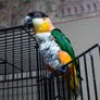 Caique named Meow