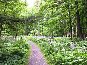 Cornell Plantations