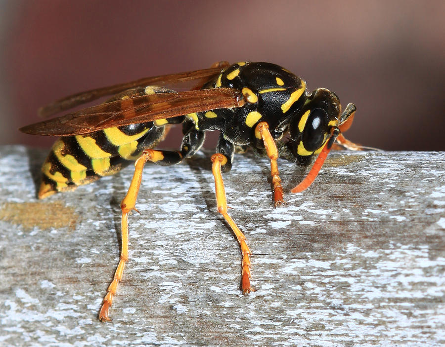 Wasp