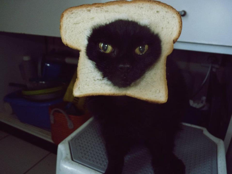 My breading cat :D