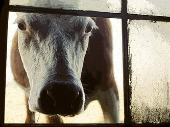 cow in the barn window