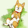 shiba inu