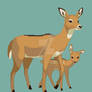 Deer