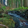 Forest Stream II