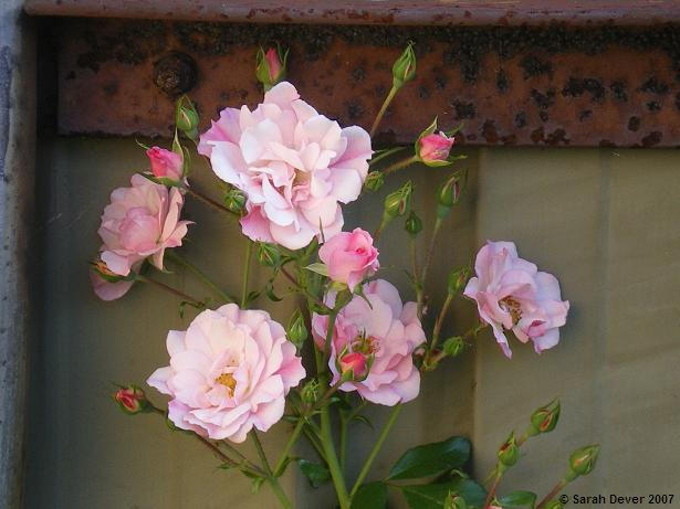 Rust and Roses VII by Solitaire19 on DeviantArt