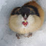 Angry lemming 6