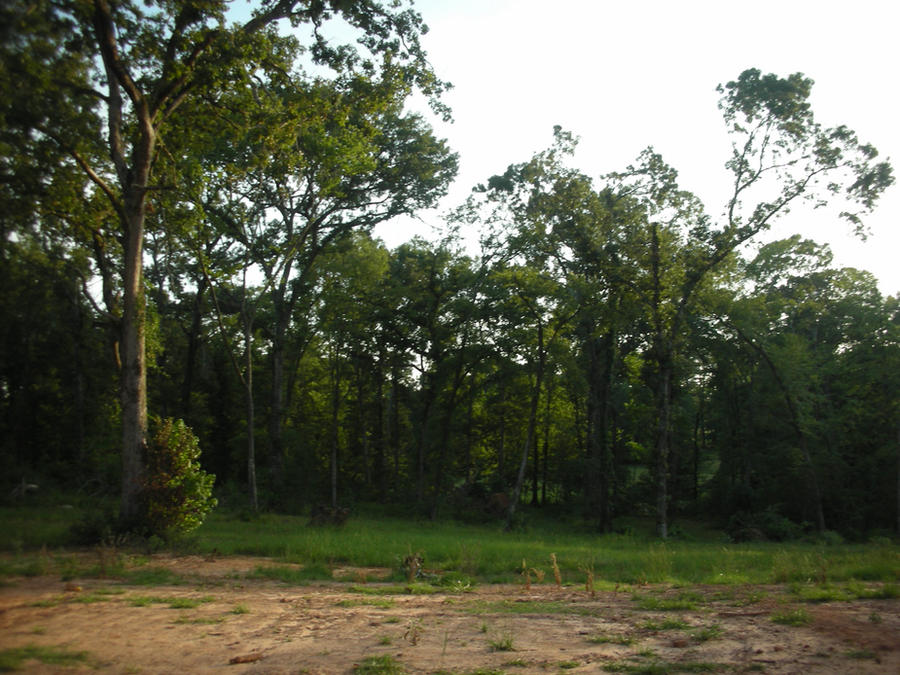 Sparse Forrest Sparse Forest Background Stock by BarrelRacinBrunette on DeviantArt